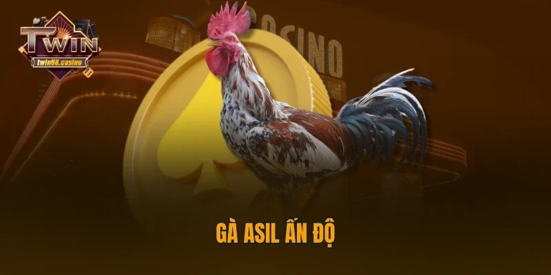 Gà Asil Ấn Độ