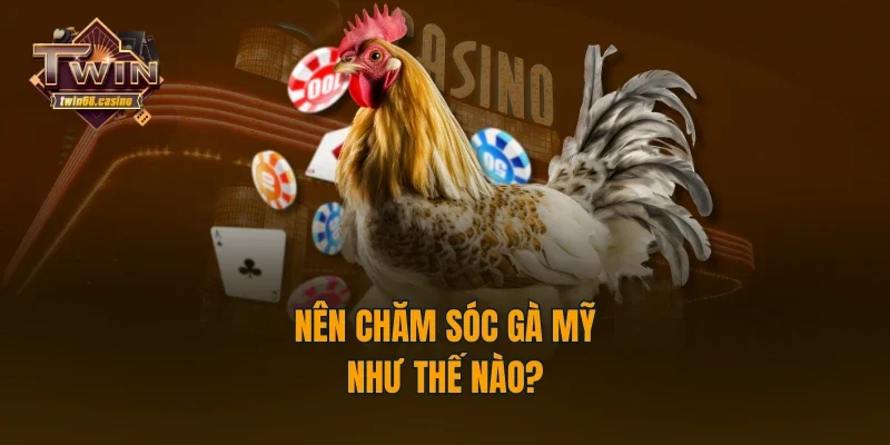 Nên chăm sóc gà Mỹ như thế nào?