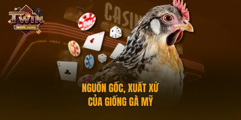 Nguồn gốc, xuất xứ của giống gà Mỹ
