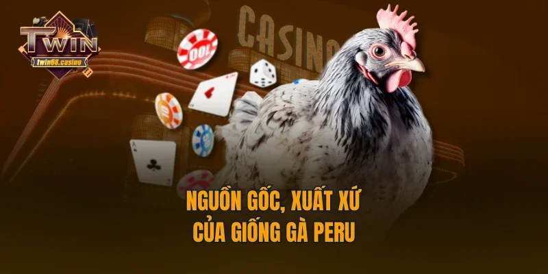 Nguồn gốc, xuất xứ của giống gà Peru
