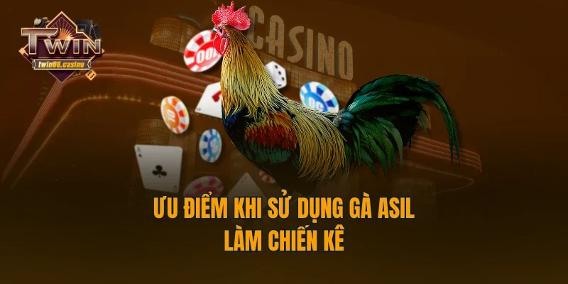 Ưu điểm khi sử dụng gà Asil làm chiến kê
